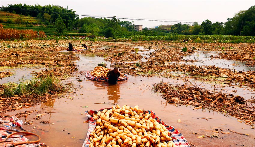 金燦燦，綠油油