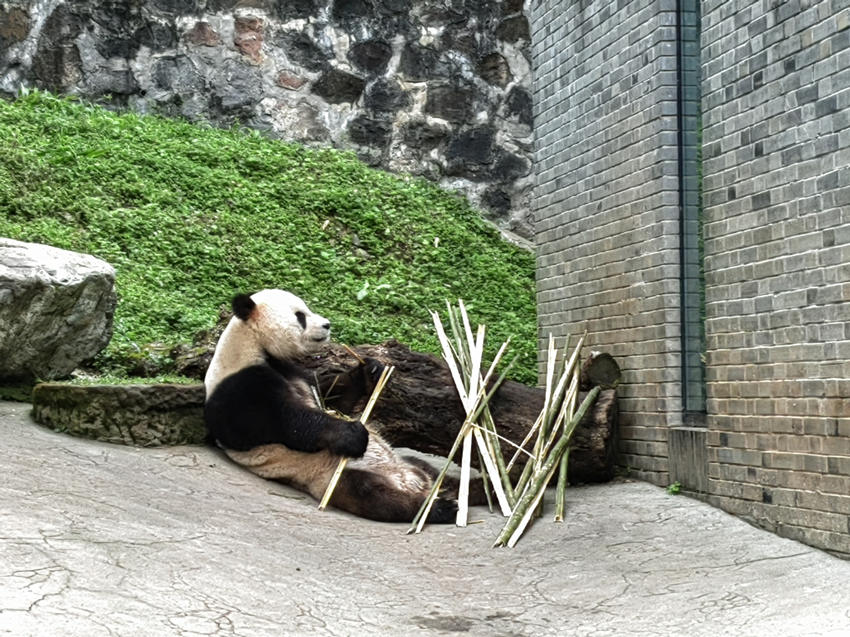 正在吃竹子的大熊猫。中国大熊猫保护研究中心供图