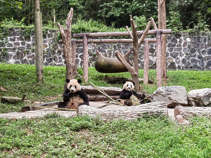 正在吃竹子的大熊貓。中國大熊貓保護研究中心供圖