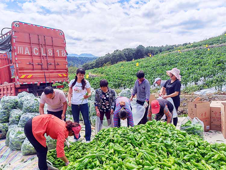 日益壯大的曾家山高山露地蔬菜產業。朝天區融媒體中心供圖