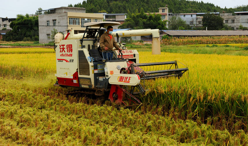 收得水稻喜洋洋。中江县委宣传部供图