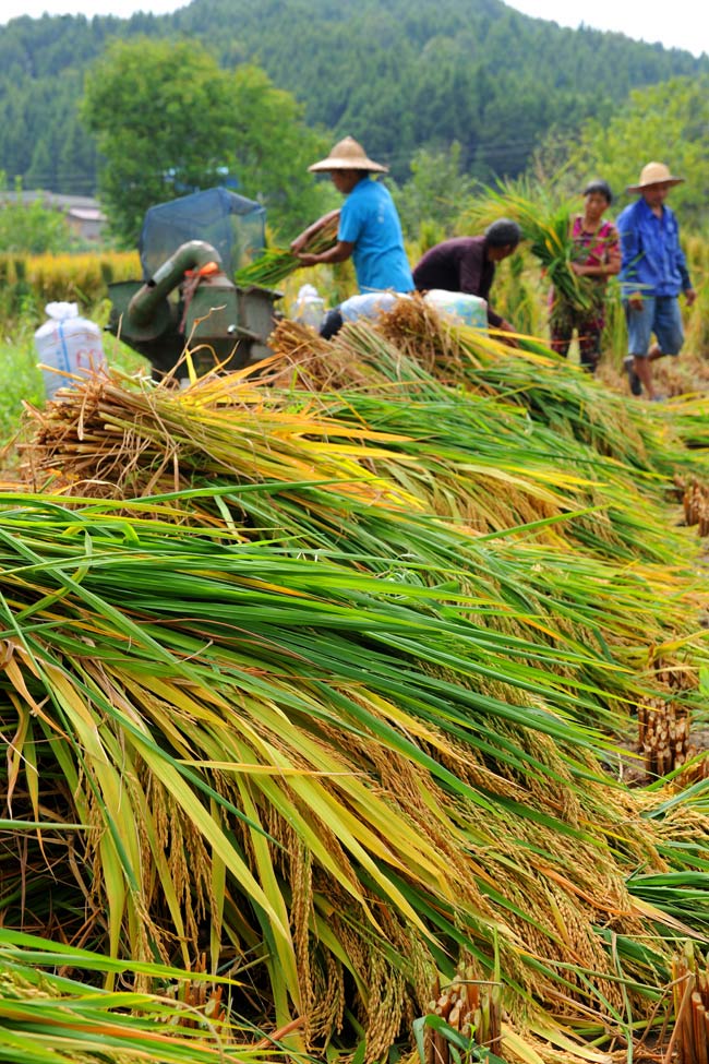 乐看金实配玉叶。中江县委宣传部供图