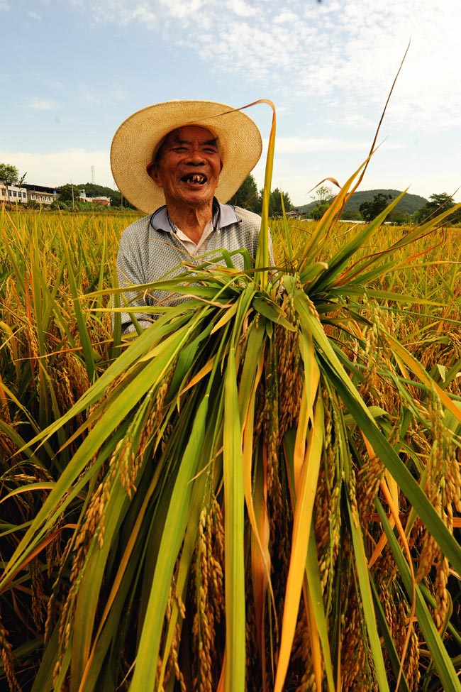 欣捧好谷作佳粮。中江县委宣传部供图