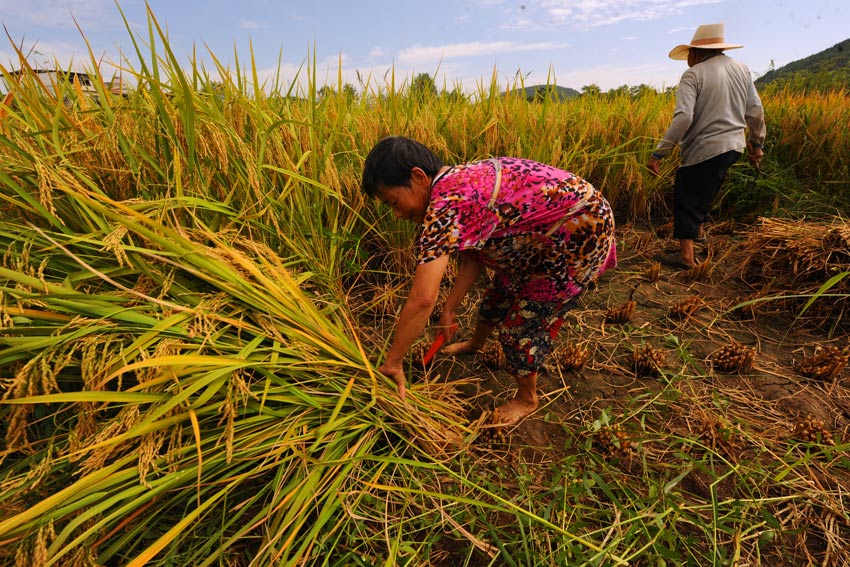 春华秋实人勤俭。中江县委宣传部供图
