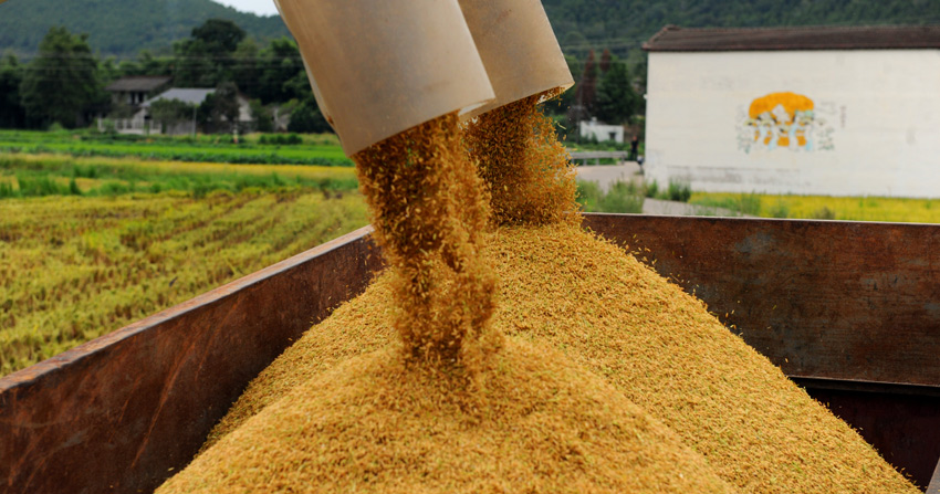 物阜民丰国吉祥。中江县委宣传部供图