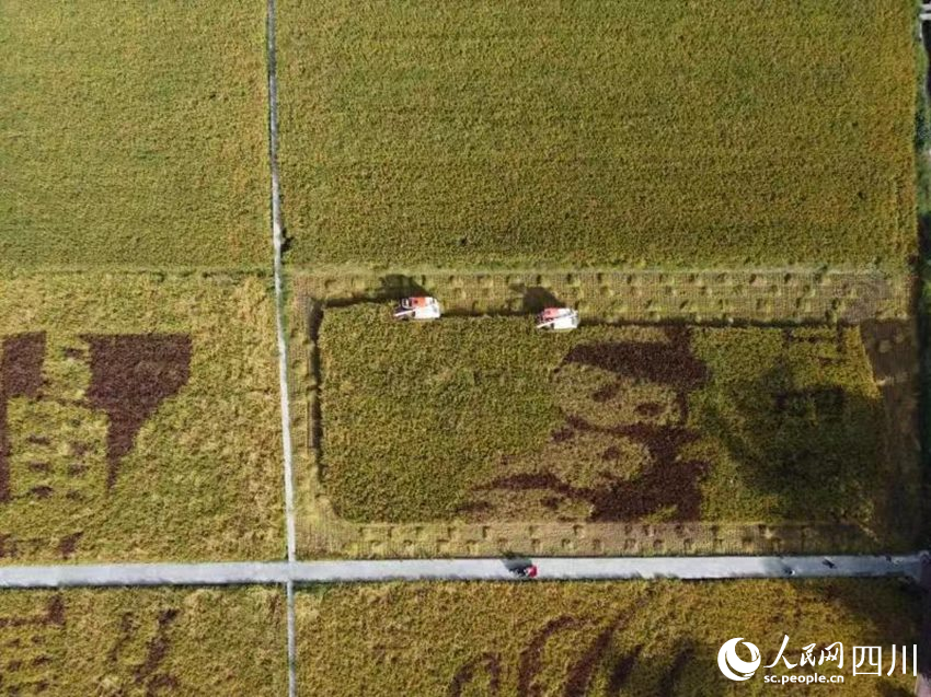 两台联合收割机忙碌地穿梭着。向实摄