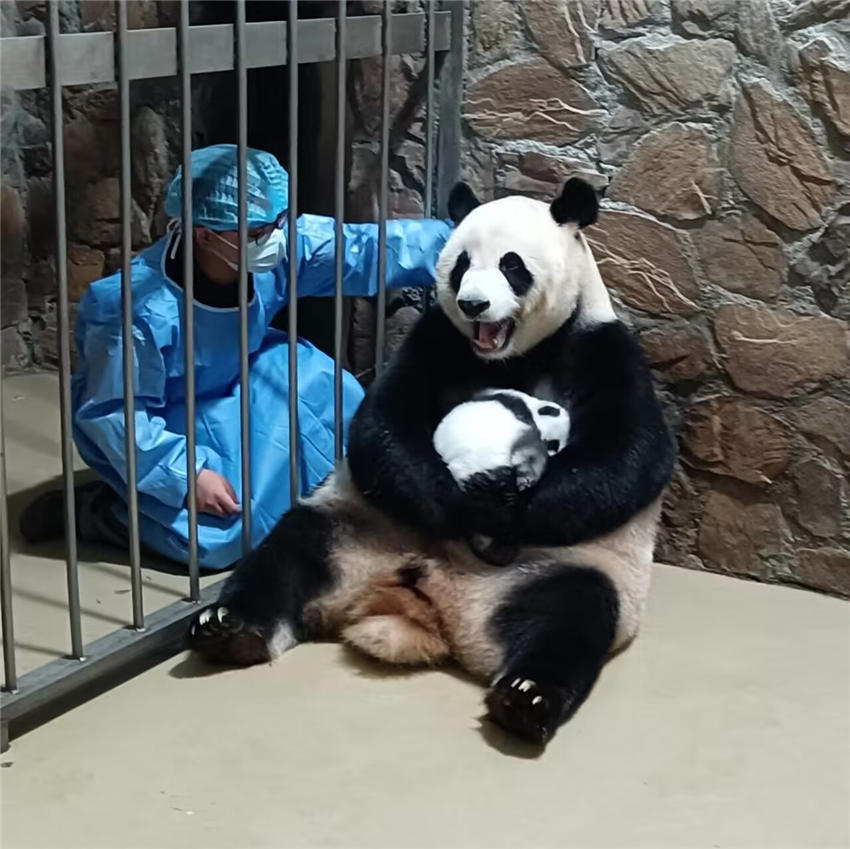 大熊猫得到了无微不至的照顾。成都大熊猫繁育研究基地供图