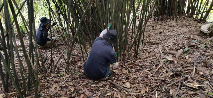 工作人员维护园内植物正常生长状态。成都大熊猫繁育研究基地供图