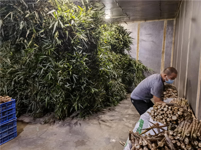 食材送达，确保每只大熊猫每天都能吃到新鲜且充足的食物。成都大熊猫繁育研究基地供图
