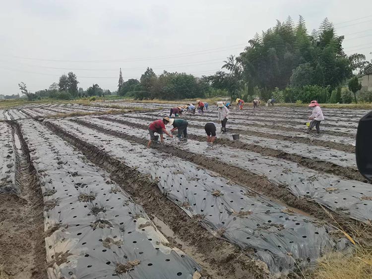 村民正在铺设塑料地膜。什邡市融媒体中心供图