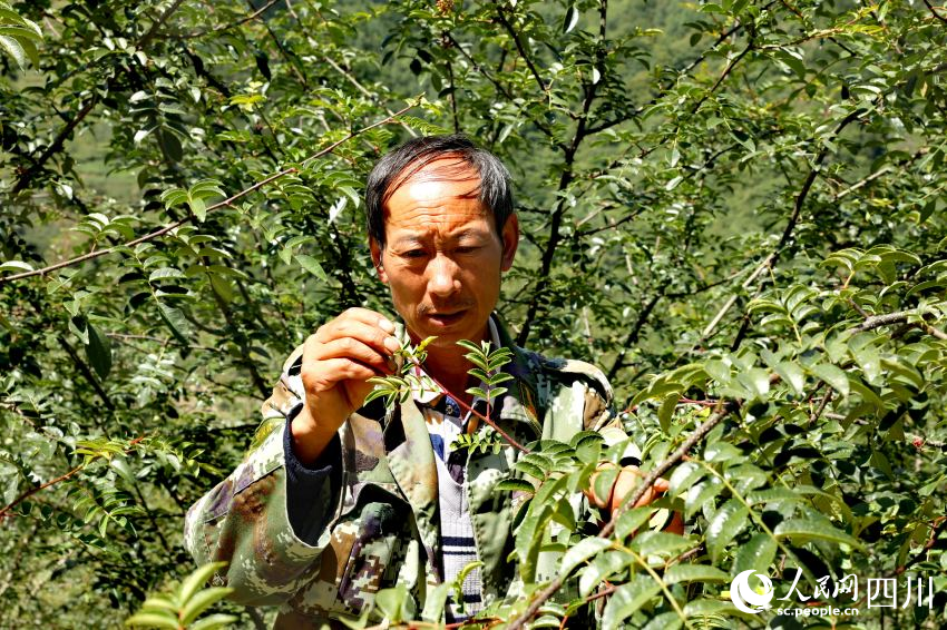 9月10日，瀘定縣興隆鎮化林村村民李國倪在打理震后的花椒樹。楊文杰攝