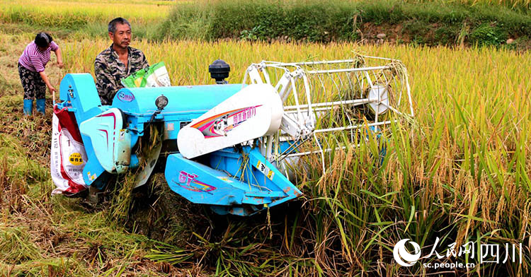 村民用微型收割机收割稻谷。李自公摄