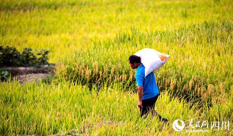 一位村民将收割的稻谷搬运回家。李自公摄