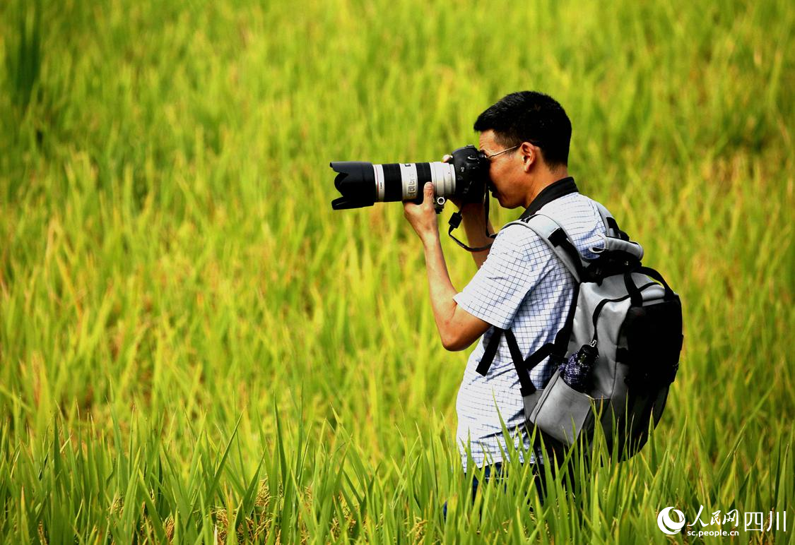一位摄影爱好者拍摄成熟的水稻。李自公摄
