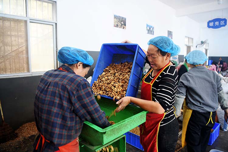 分揀核桃仁。劉旭攝