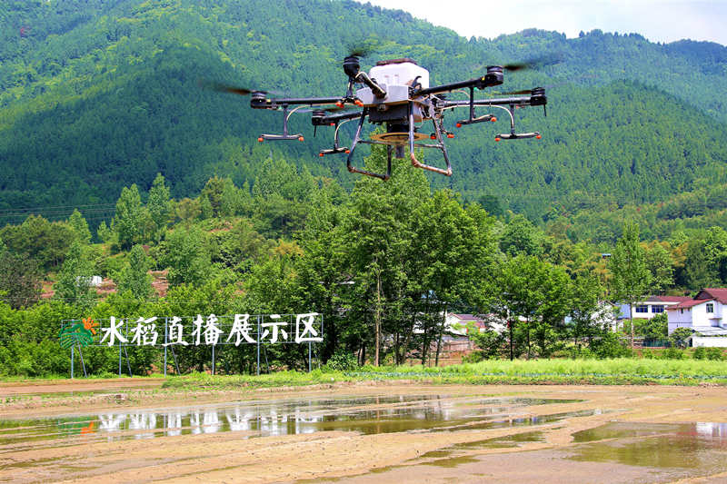 機播水稻。宣漢縣委宣傳部供圖