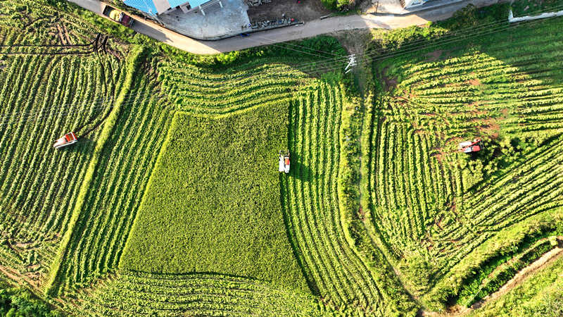 收割机穿梭在稻田间。宣汉县委宣传部供图