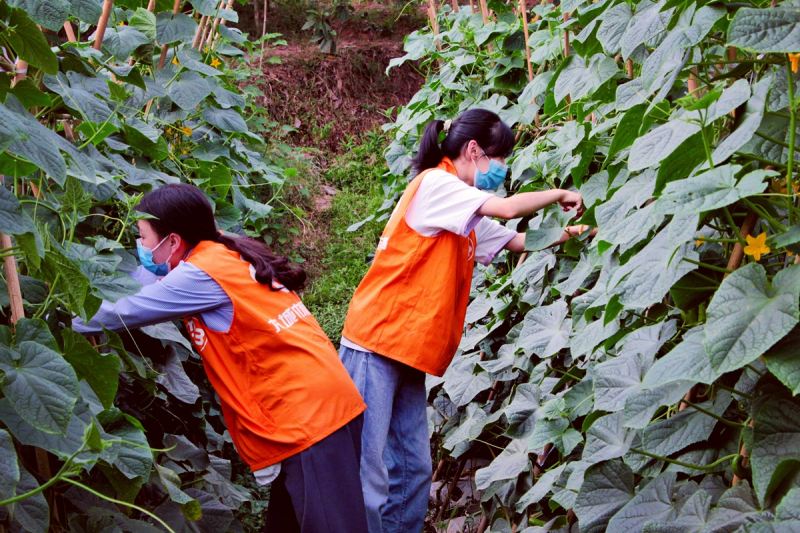 泸县石桥镇党员干部、青年志愿者参加新时代文明实践活动—助农采收蔬菜。泸县融媒体中心供图
