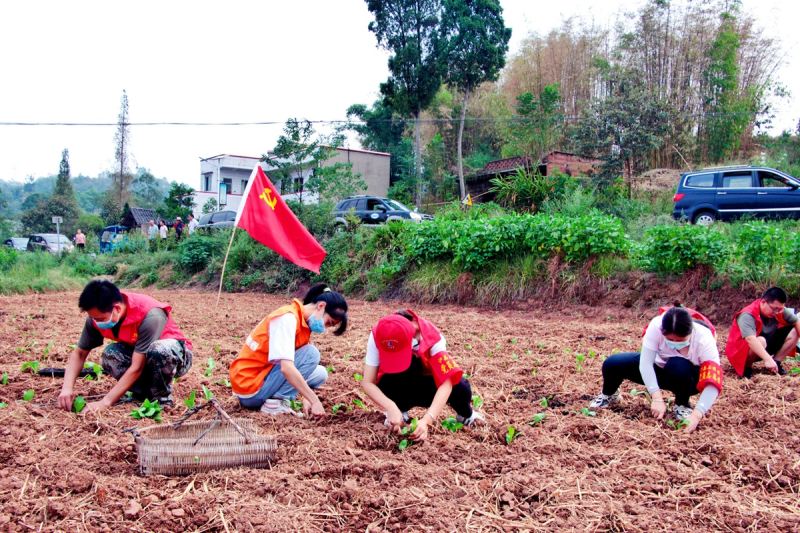 泸县石桥镇党员干部、青年志愿者参加新时代文明实践活动—助农种植蔬菜。泸县融媒体中心供图