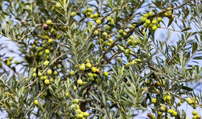 成都金堂：7万余亩油橄榄将迎来丰收季