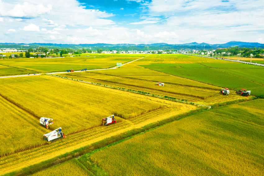 德阳广汉现代农业产业园水稻丰收现场。