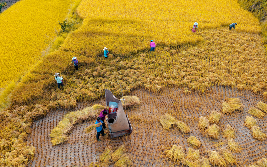 达州市达川区米城乡，稻谷丰收，金灿灿的一片很是惹人喜爱。张靖 摄