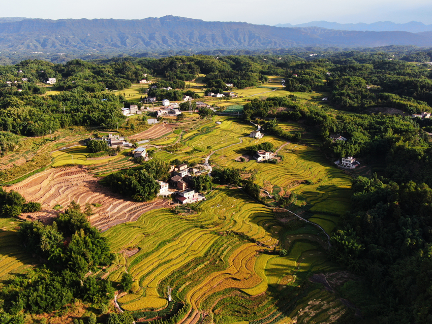 宜賓市長寧縣24.5萬畝水稻陸續成熟收割。張寶林 攝