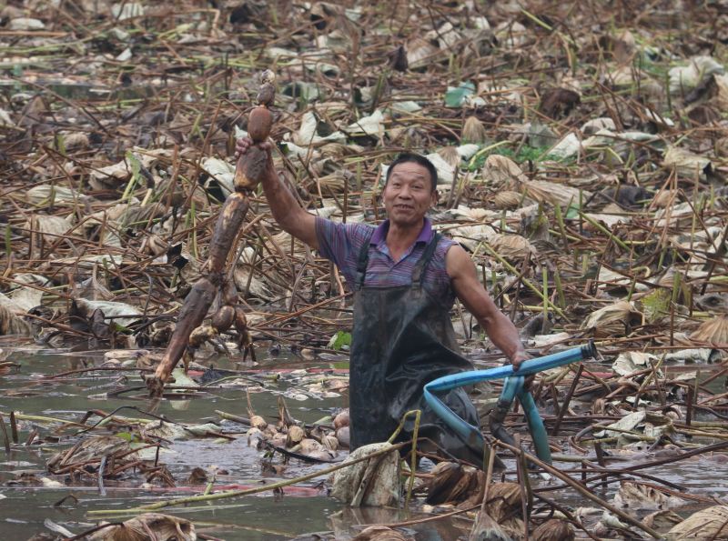 挖藕工人们身穿防水服挖莲藕。泸县融媒体中心