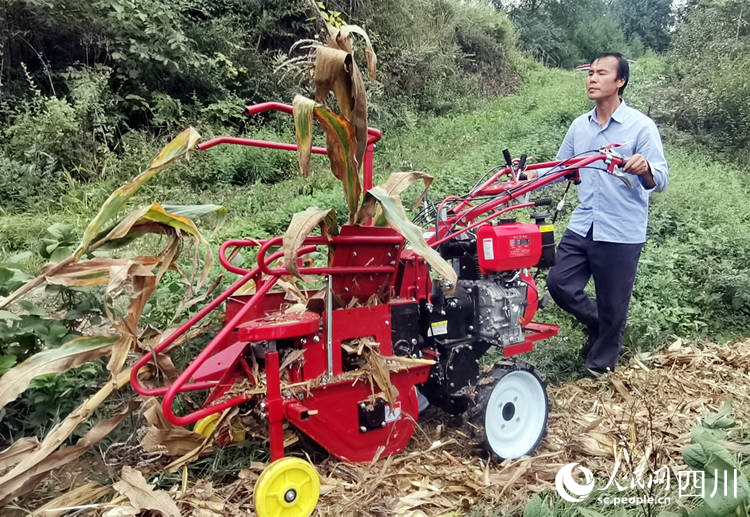 單行玉米收獲機正在作業。冉金鷺 攝