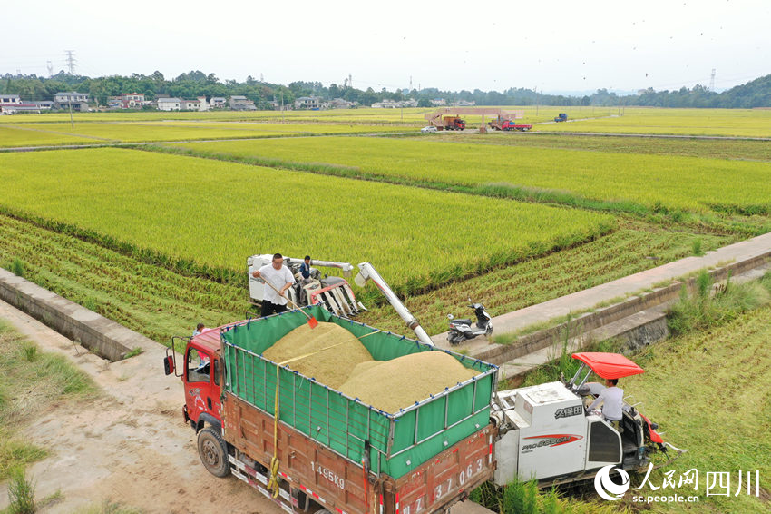 在眉山市青神縣西龍鎮光輝村，村民操作機械在去年底將“草坪田”“還糧”后的稻田裡收割水稻。姚永亮攝