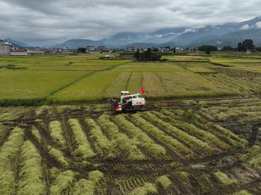 丰收的稻田。冕宁县融媒体中心供图
