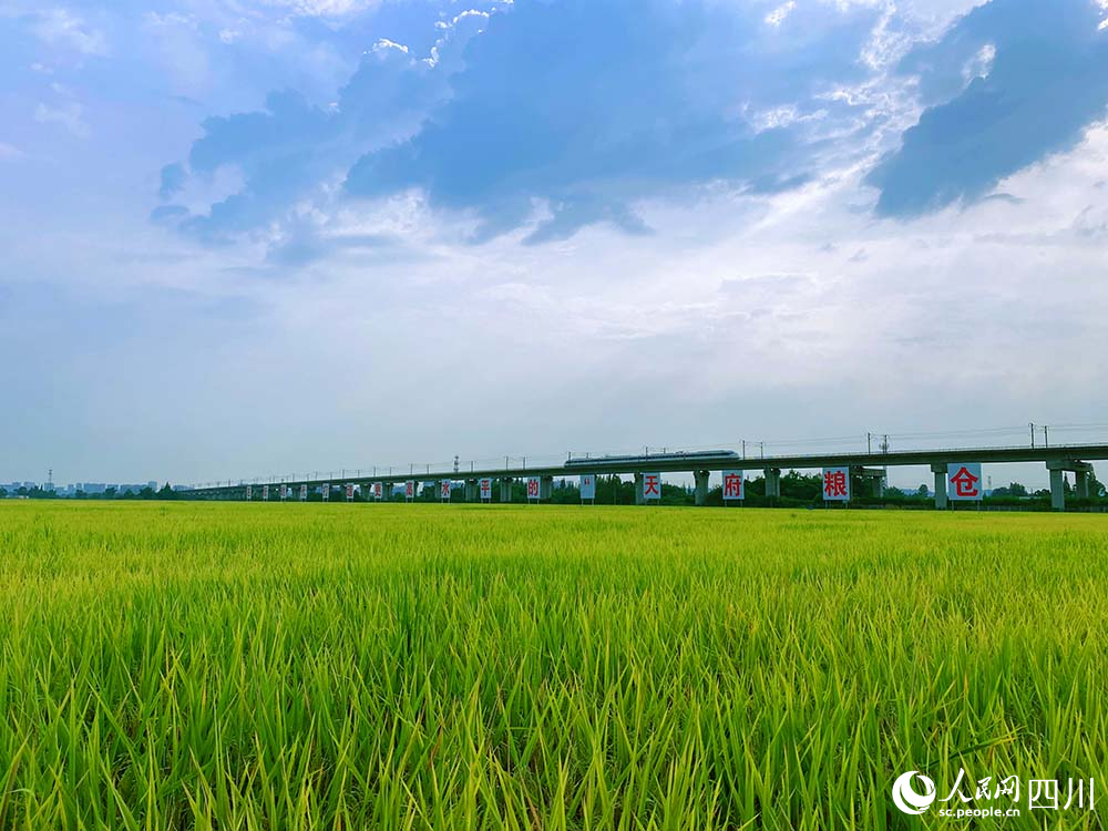 眉山市东坡区岷江现代农业示范园区的高标准农田绿意盎然。杨鹏摄