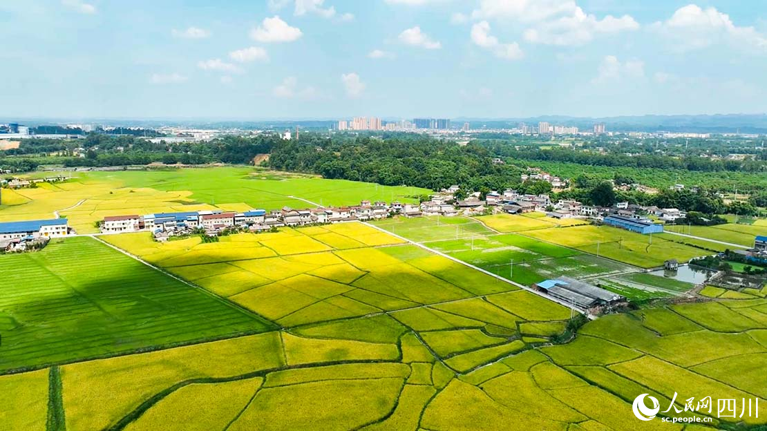 眉山市青神县高标准农田建设。眉山日报全媒体记者 廖波摄