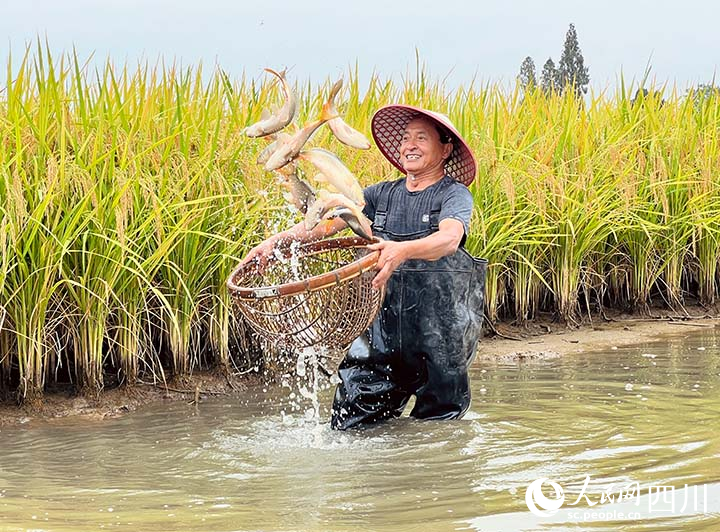 水稻丰收了！眉山市东坡区的稻田鱼也到了销售旺季。王允浩摄