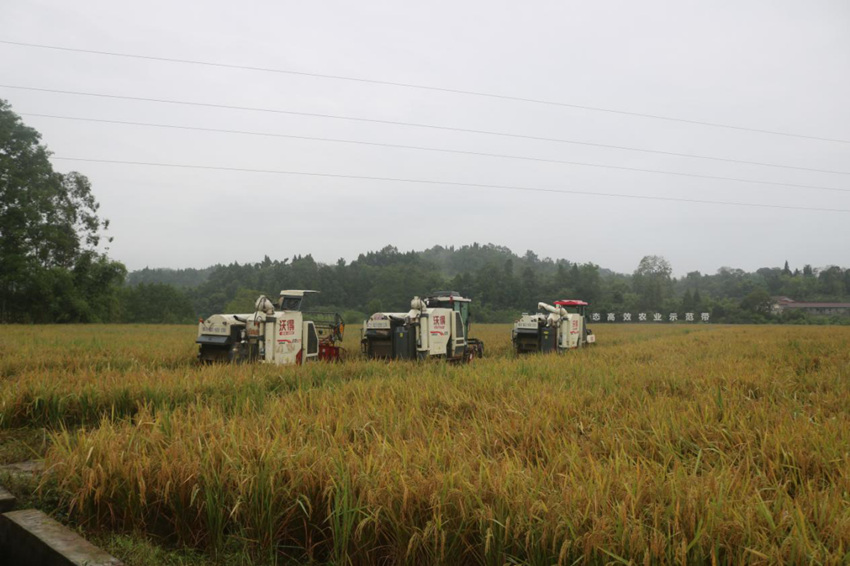 收割机正在田里收割水稻。安岳县融媒体中心供图