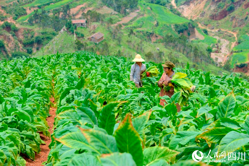 会东是全国烟叶生产第一大县，图为乌东德镇青龙山村村民在地里采摘烤烟。黄剑摄