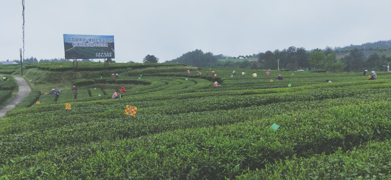 農發行巴中市分行信貸支持的茶葉產業園項目。農發行巴中市分行供圖