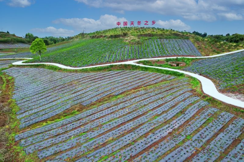 航拍“中國天冬之鄉”。東興區融媒體中心供圖