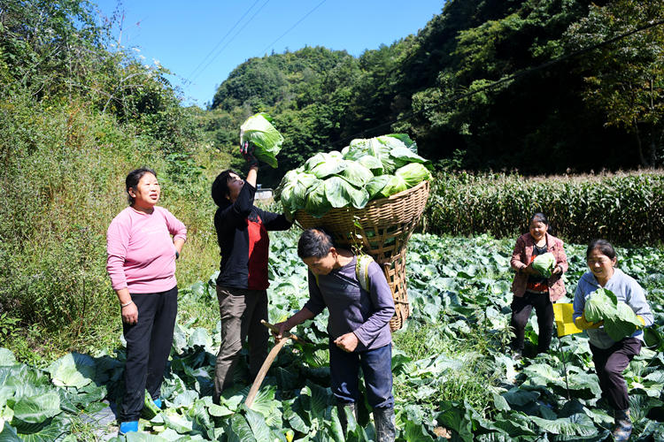 村民在采摘甘蓝。刘旭摄