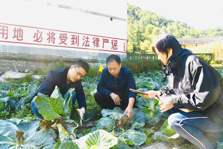 专家在查看甘蓝的根部病情。刘旭摄