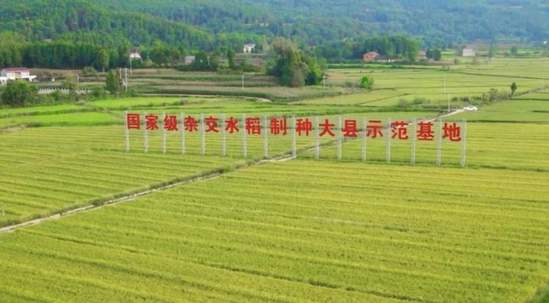 圖為梓潼縣國家級雜交水稻制種大縣示范基地。農發行綿陽市分行供圖