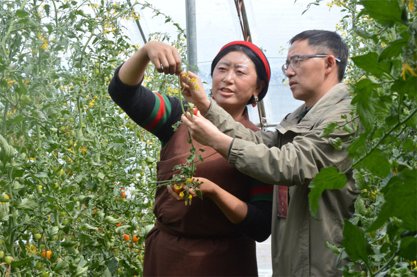 家住虾拉沱镇的达娃，以前在康定打工每月收入2000余元，现在园区采摘小番茄每月近4000元。成都市民宗局供图