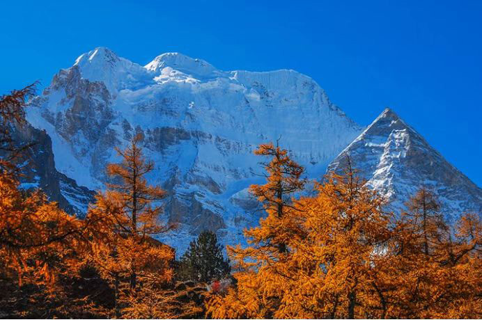 雪山下的红叶。稻城亚丁景区供图