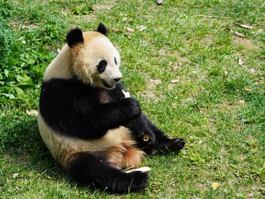 大熊猫“四海”。中国大熊猫保护研究中心供图