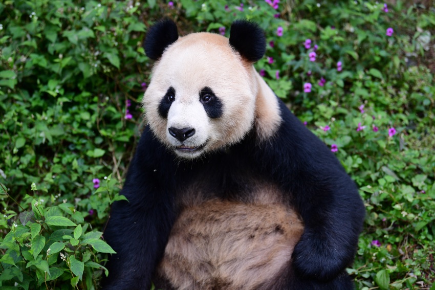 大熊貓“京京”。中國大熊貓保護研究中心供圖