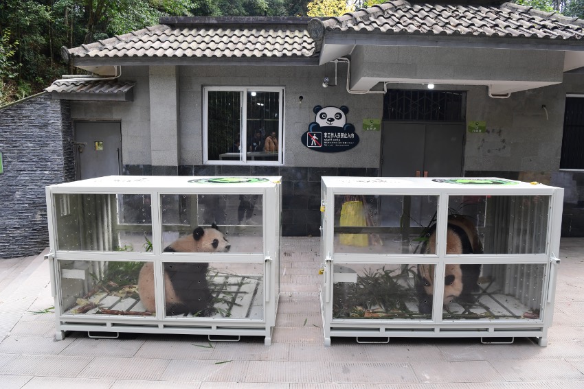 大熊猫“四海”（左）“京京”（右）。中国大熊猫保护研究中心供图