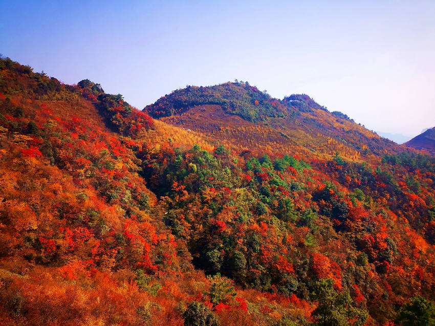 巴山大峡谷景区层林尽染秋意浓，宛如一幅幅山水画卷。宣汉县委宣传部供图