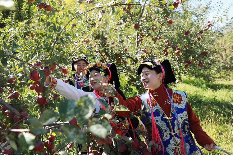 游客穿着民族服饰采摘苹果。小金县融媒体中心供图