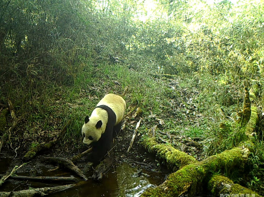 红外相机拍摄到大熊猫前来喝水。图片来自视频截图