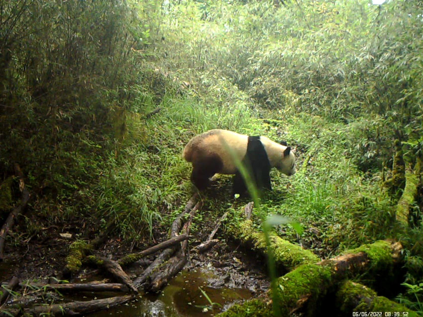 紅外相機拍攝到的野生大熊貓。圖片來自視頻截圖
